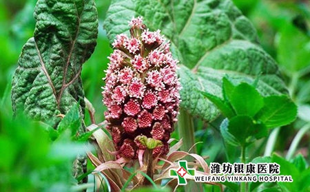 【潍坊银康医院】牛皮癣二月二注意饮食健康